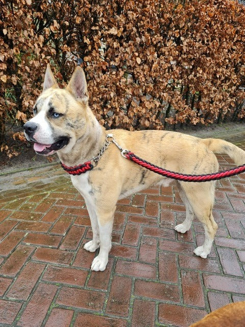Grotere hond genaamd Amigo met volledige Adventure Line Coca-cola hondenhalsband van Loyal Chains 
