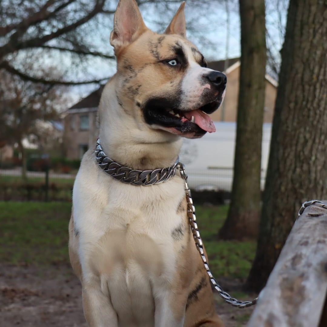 Grotere hond genaamd Amigo met zilvere hondenketting en zilvere hondenriem van Loyal Chains
