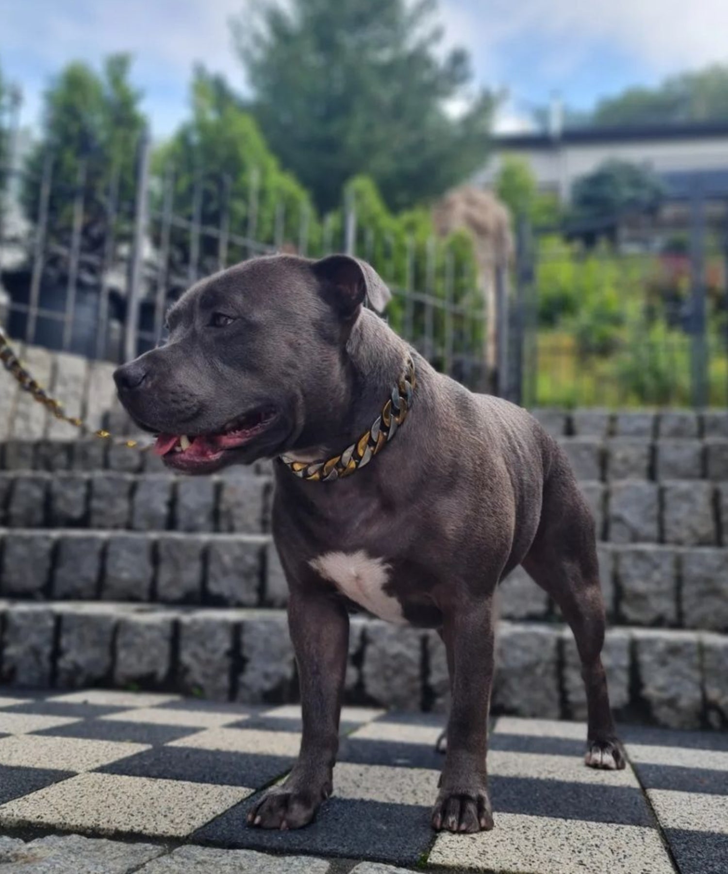 Hond met de Cuban Bi-colour Hondenketting