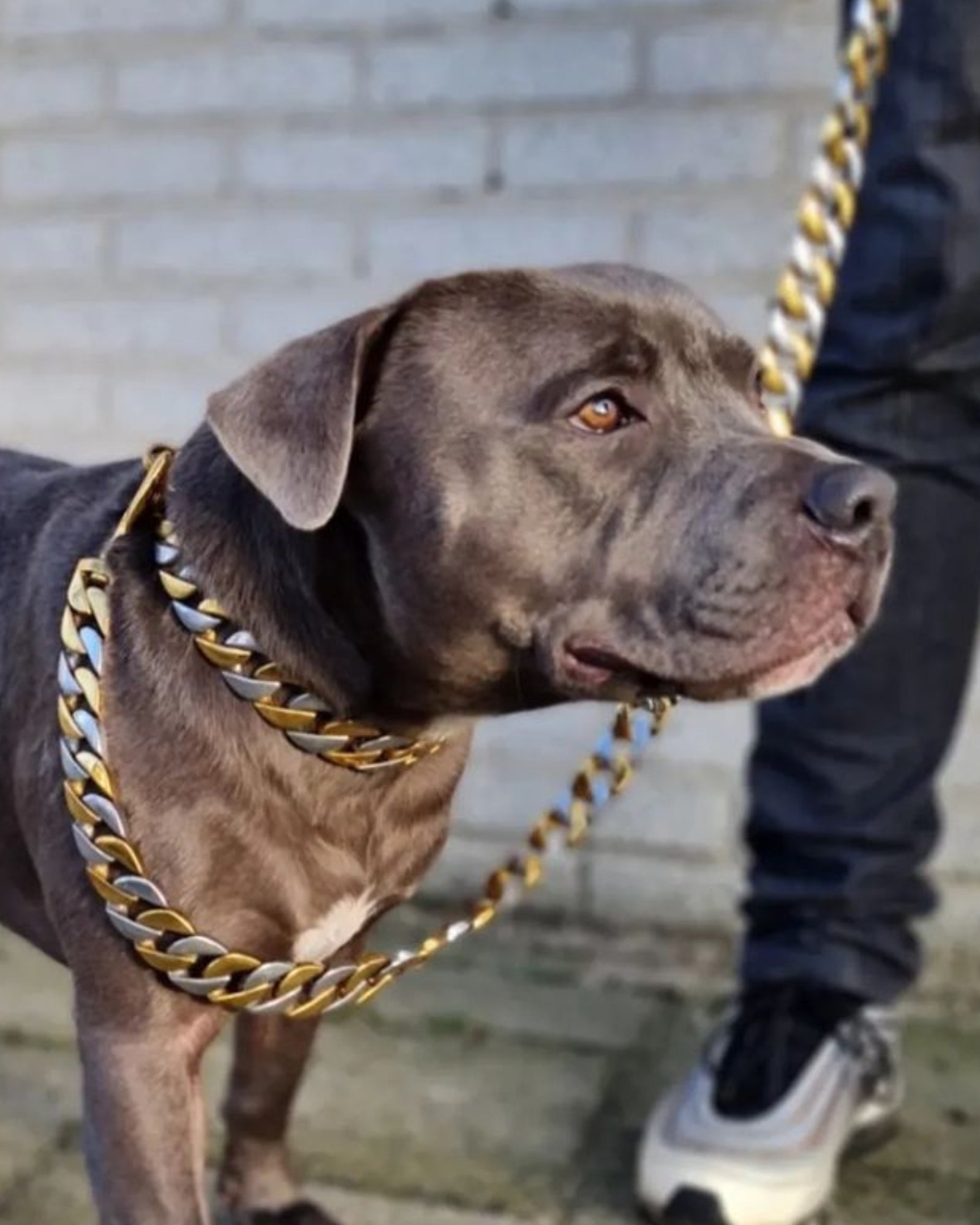 Hond met de Cuban Bi-colour Hondenriem