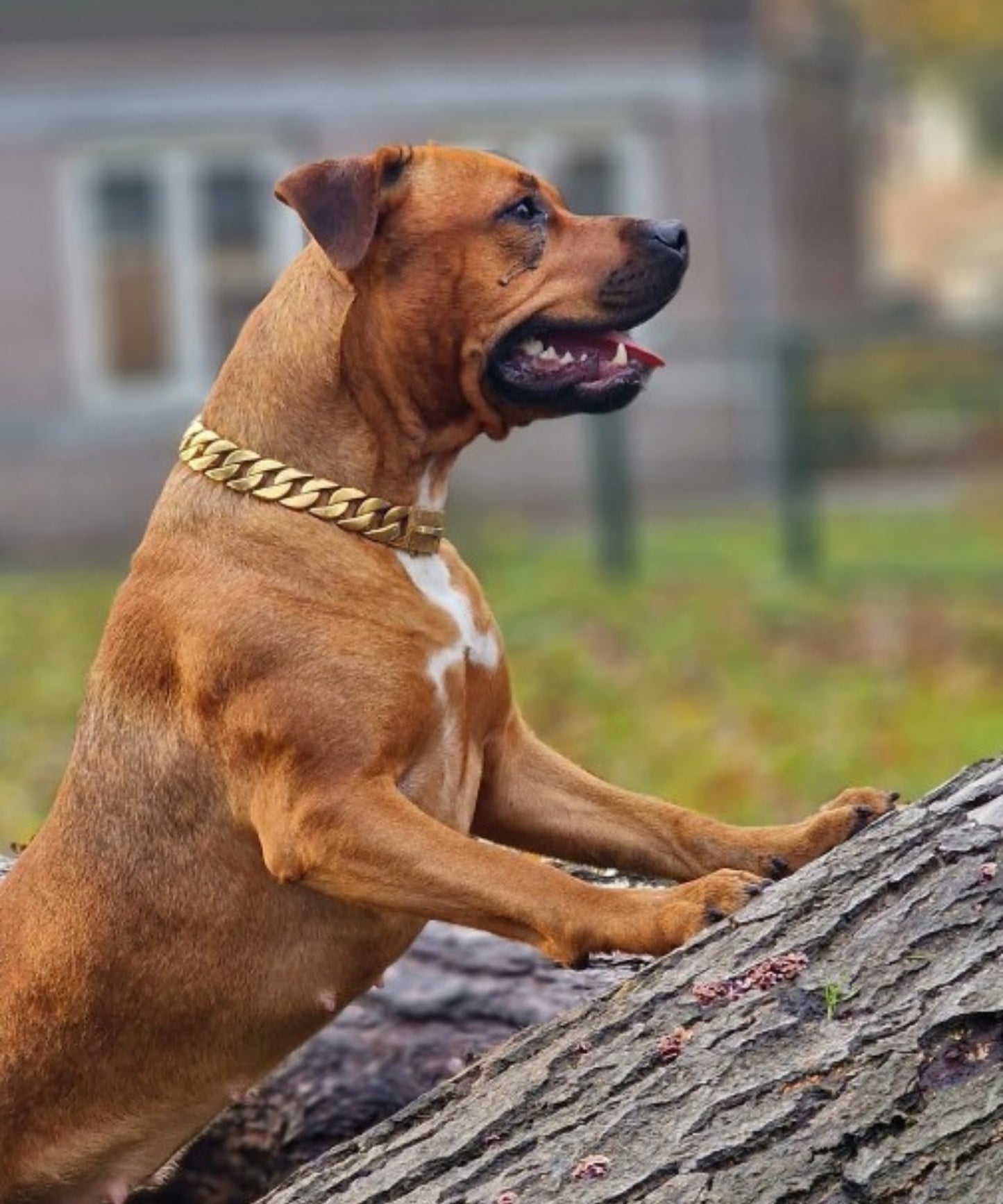 Hond met de Cuban Gold Hondenketting