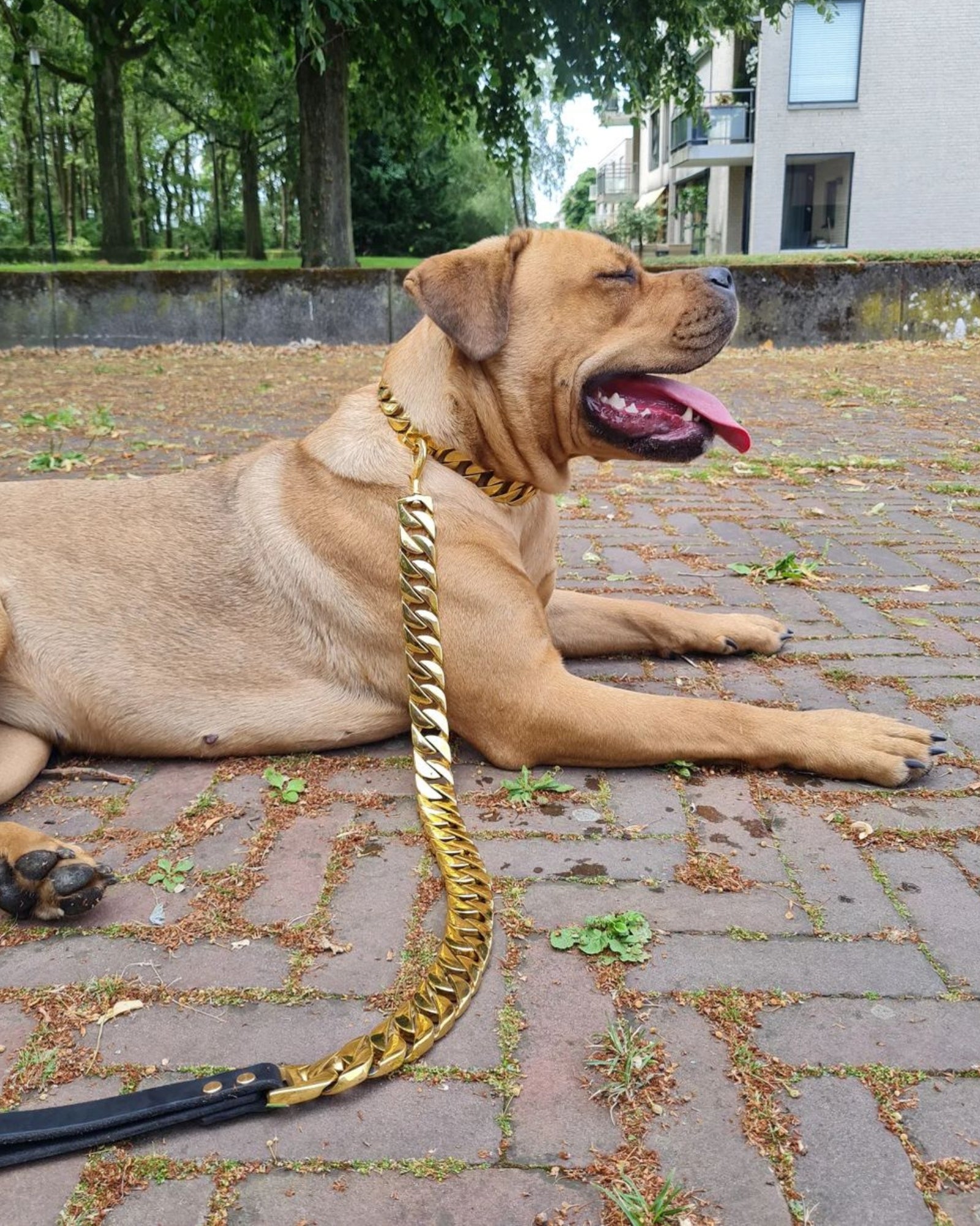 Hond met de Cuban Gold Hondenriem