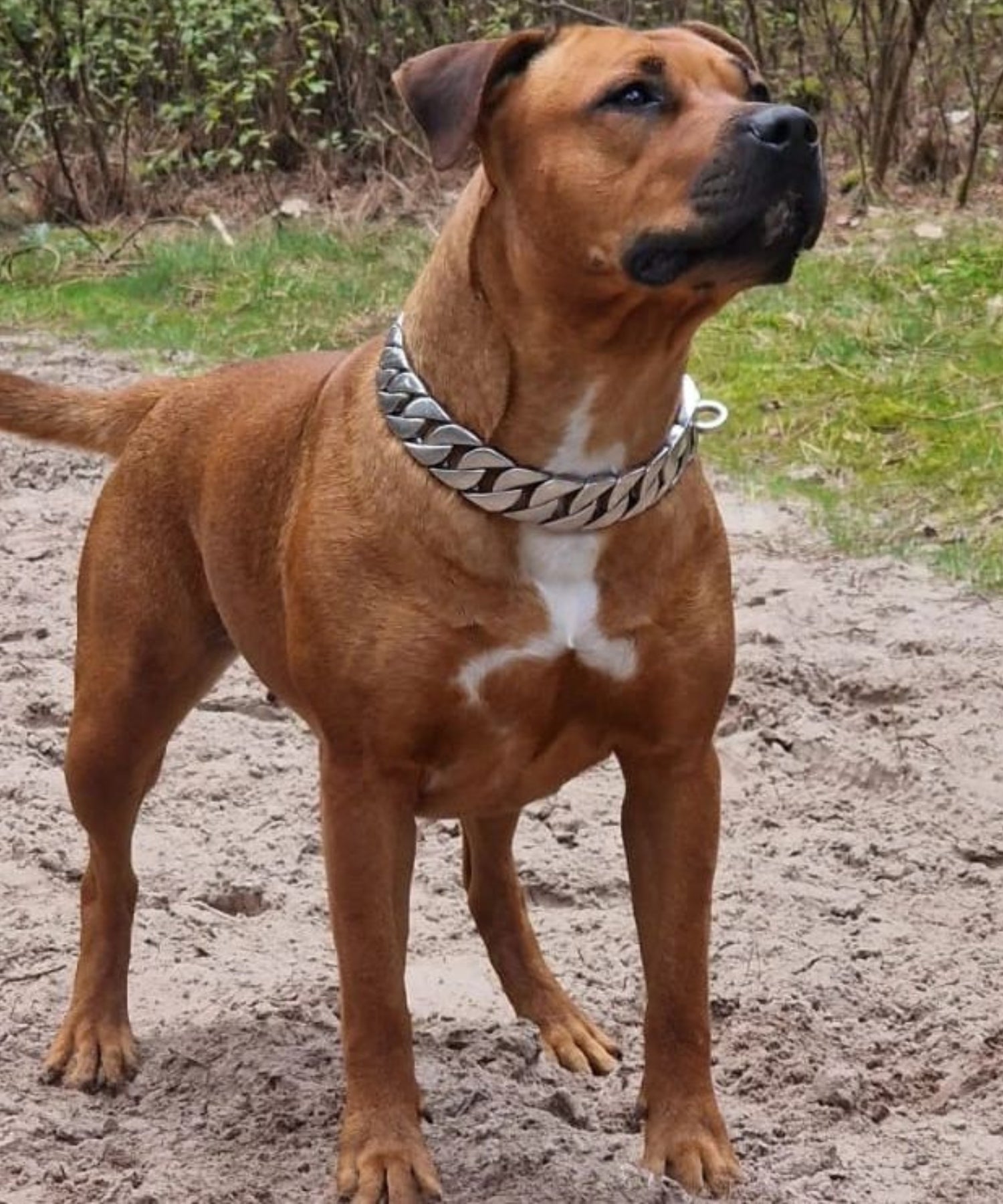 Hond met de Cuban Silver Hondenketting