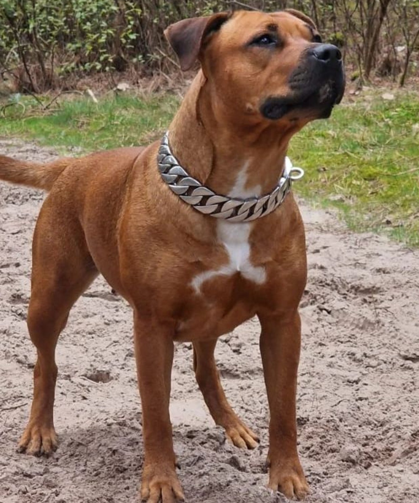 Dog with the Cuban Silver Dog Chain