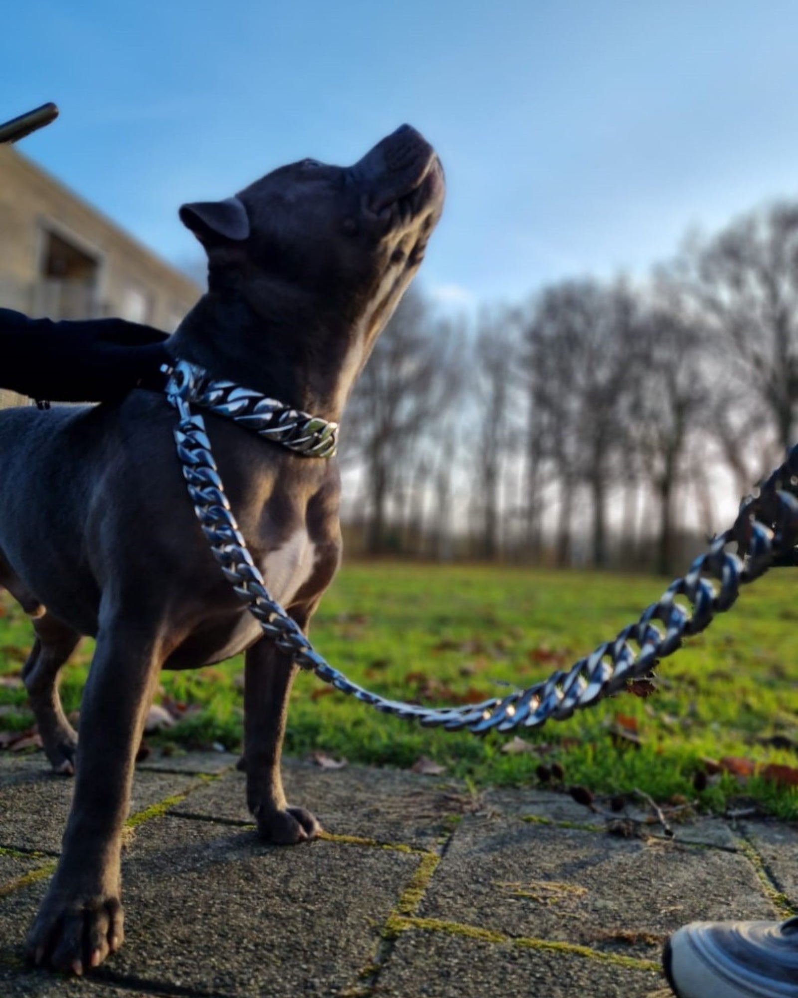 Hond met de Cuban Silver Hondenriem