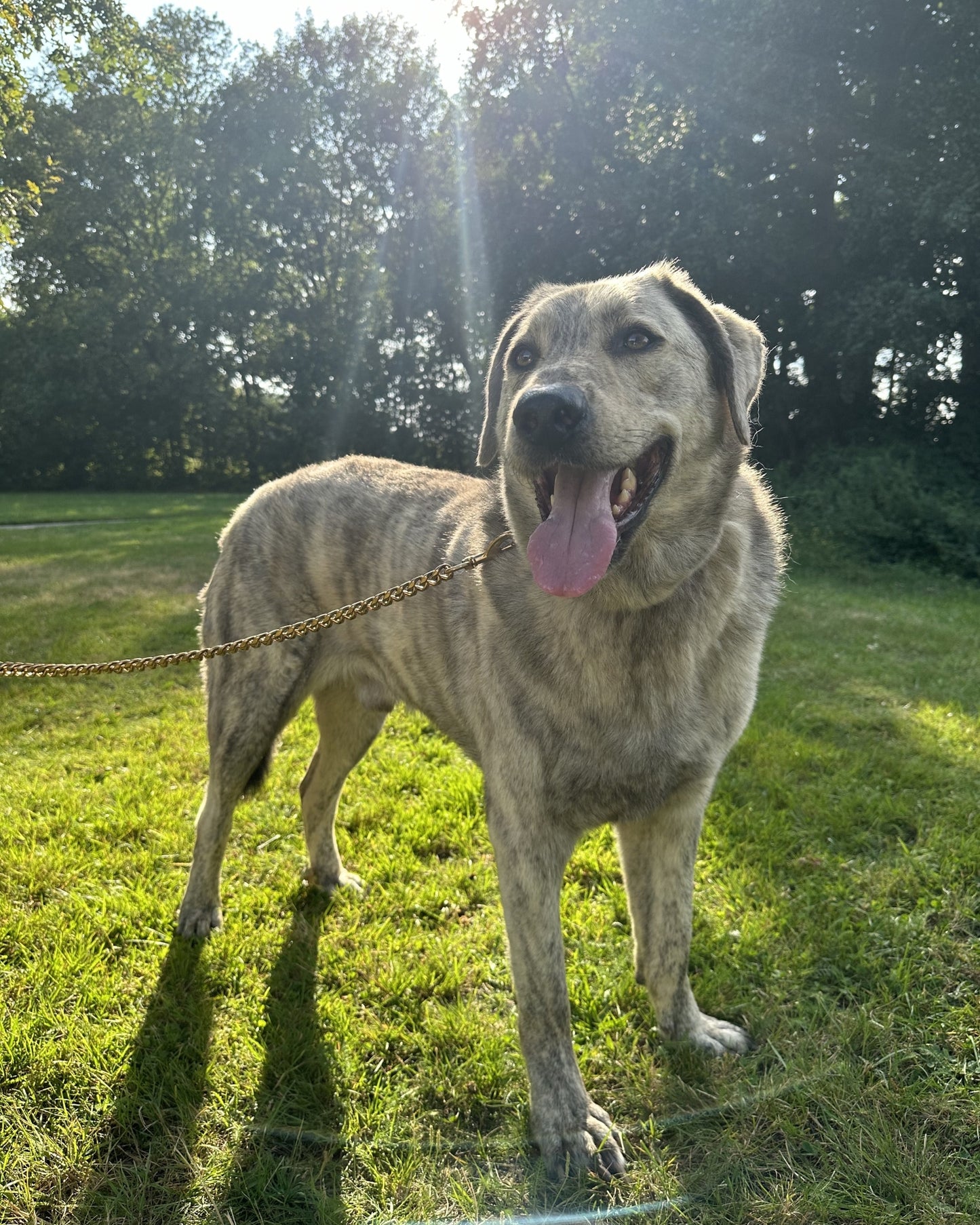 Hond met de Loyal Gold Hondenriem