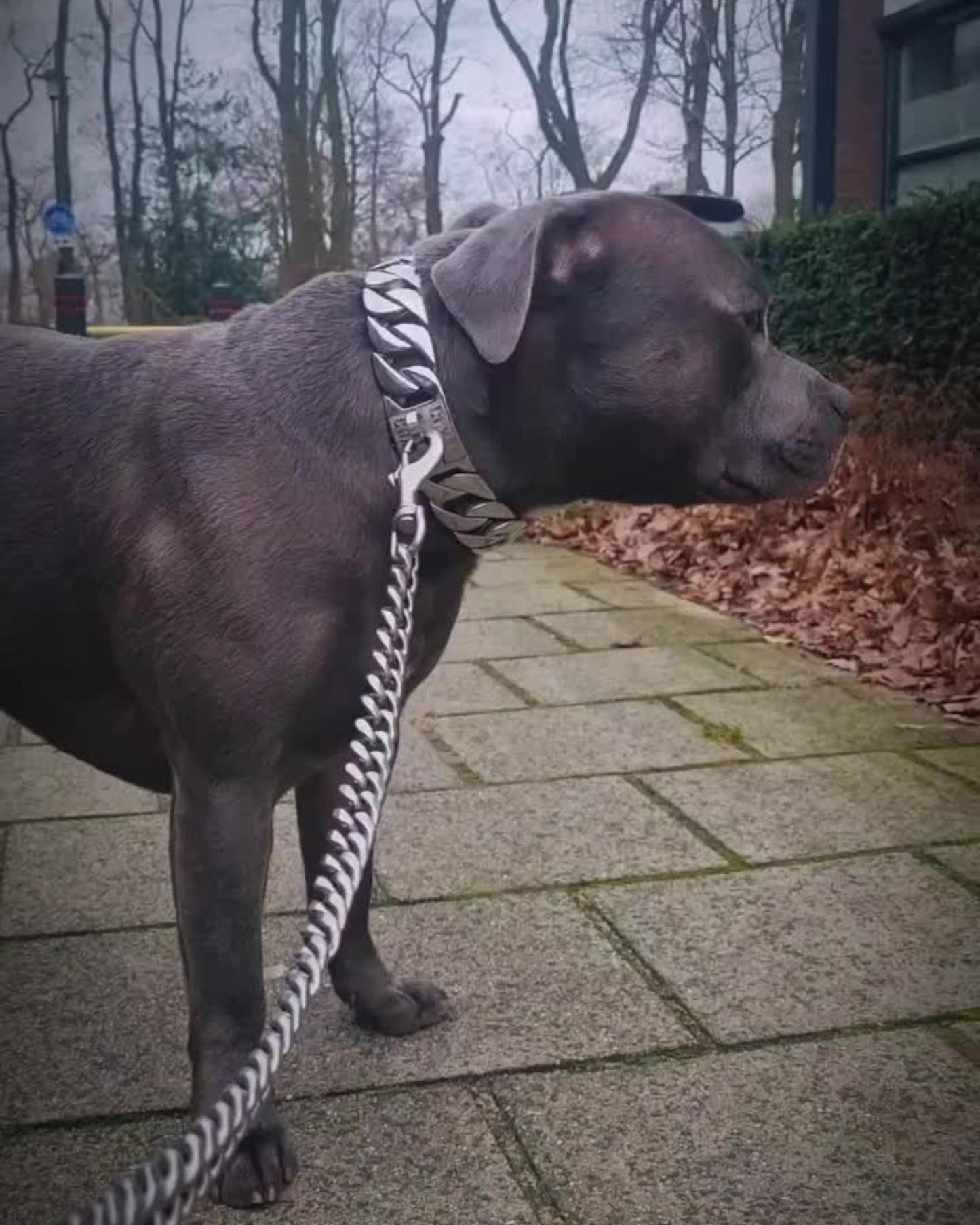 Dog with the Loyal Silver Dog Leash